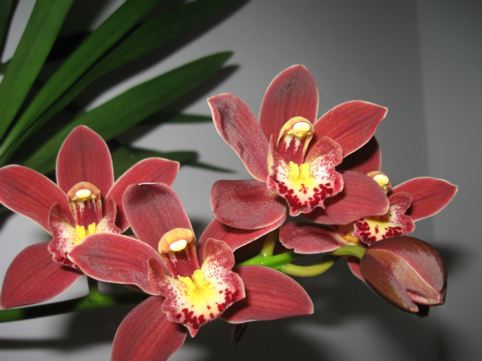 011 - Cymbidium