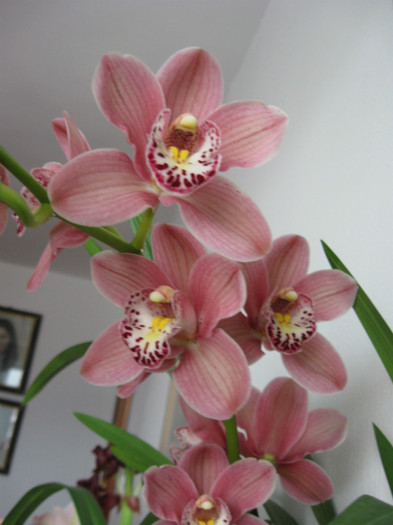 143 - Cymbidium