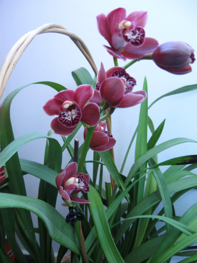 214 - Cymbidium