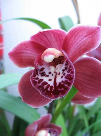 215 - Cymbidium