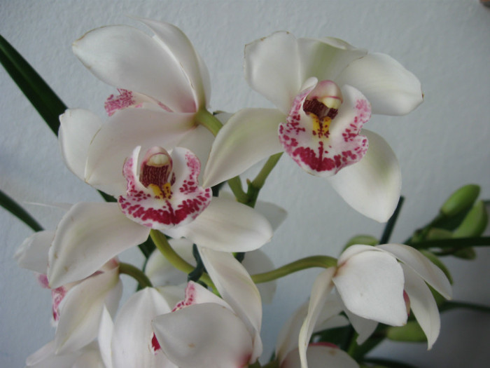 IMG_1009 - Cymbidium