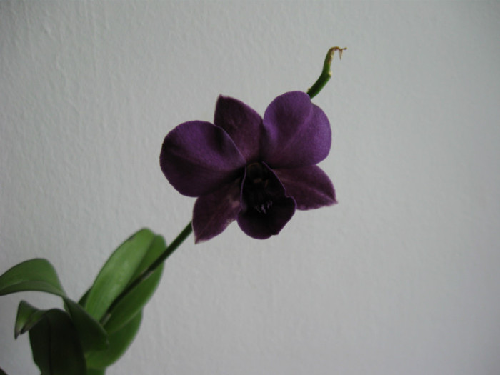 IMG_0080 - Dendrobium