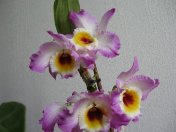 IMG_0075 - Dendrobium