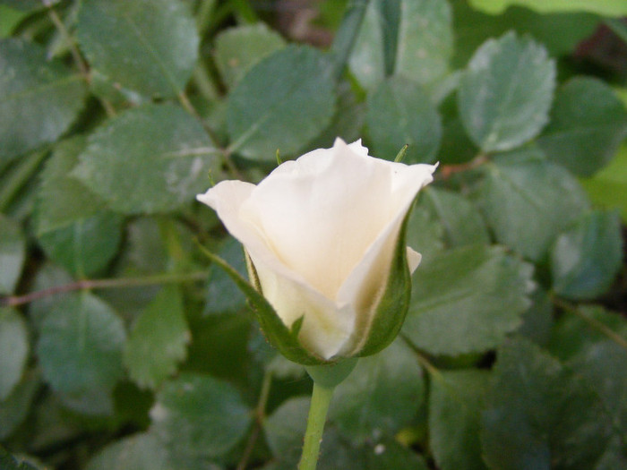 Snowfall ? (urcator); Urcator,floare mica-4cm,65-70 petale,parfum mediu
