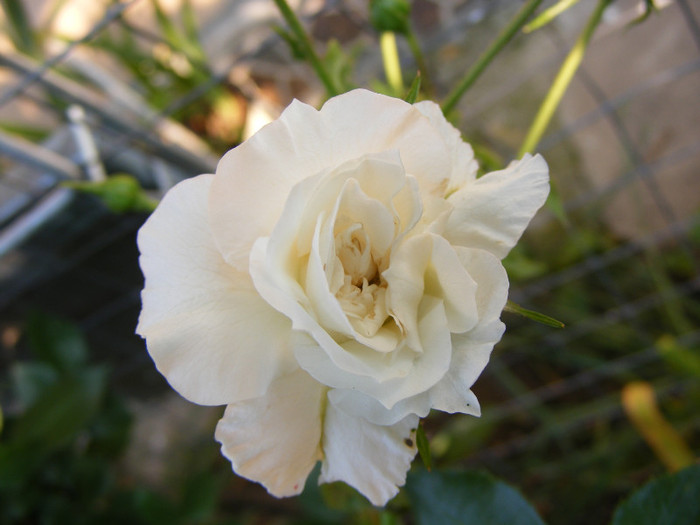 Snowfall ? (urcator); Urcator,floare mica-4cm,65-70 petale,parfum mediu
