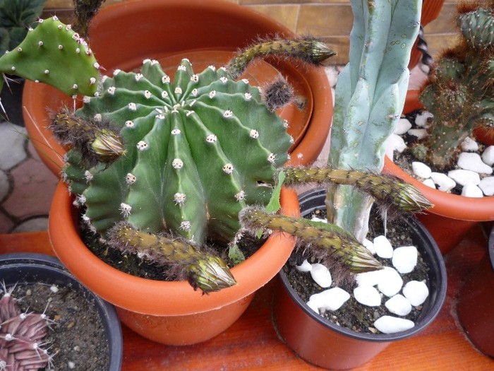 MsiG 116 - cactusi si suculente