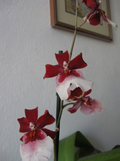 123 Miltonidium Bartley Schwartz 'Highland' - Alte specii de orhidee