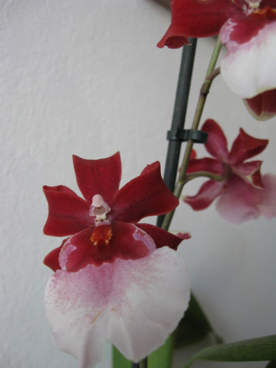 124 - Alte specii de orhidee
