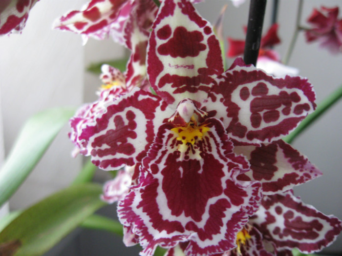 165 Odontoglossum Margaret Halm 'Larkspur' - Alte specii de orhidee