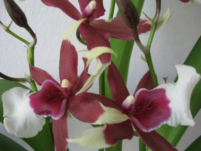 172 - Alte specii de orhidee