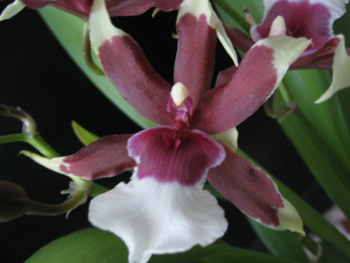 174 - Alte specii de orhidee