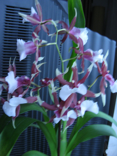 202 - Alte specii de orhidee
