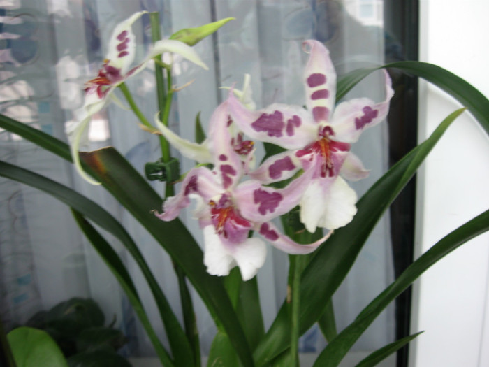 058 Inflorire 2010 - Alte specii de orhidee