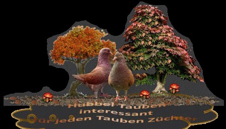hubbel_taubenzuchter