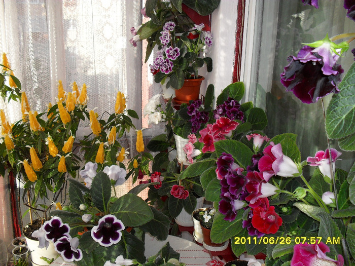 Flori 26 06 2011 003 - Flori 2011