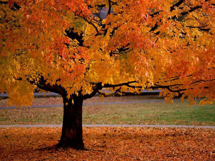 An autumn beauty