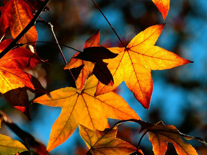 Colours of Fall