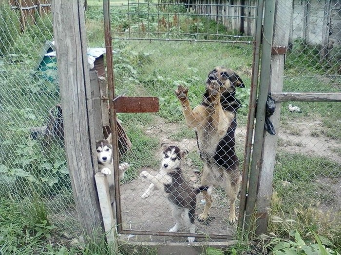 Ciobanesc German si Husky - Paznicii crescatoriei