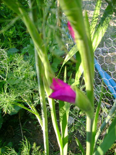 DSC02022 - Flori 2011