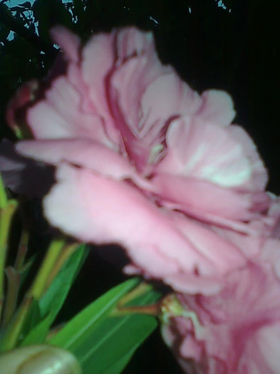 roz batut - LEANDRI