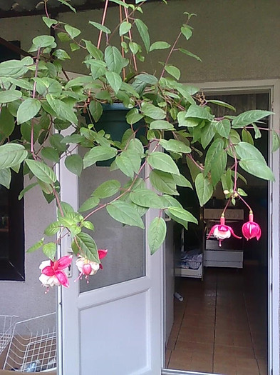Imagine0703 - Fuchisia