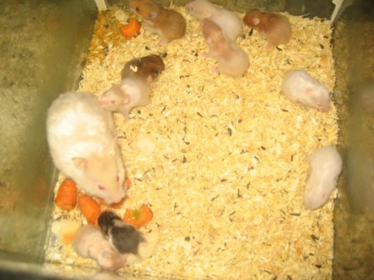 pui_hamsteri_sirieni_a - hamsteri simpatici