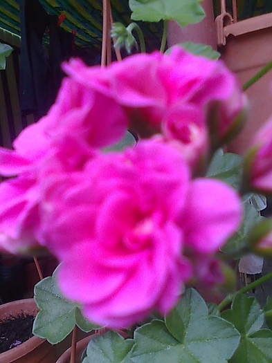 Imagine0729 - Pelargonium