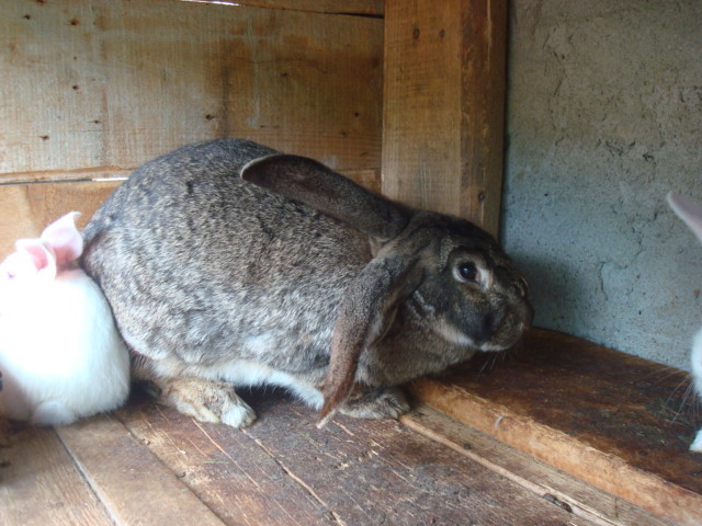DSC03819 - iepuri belgieni 2011