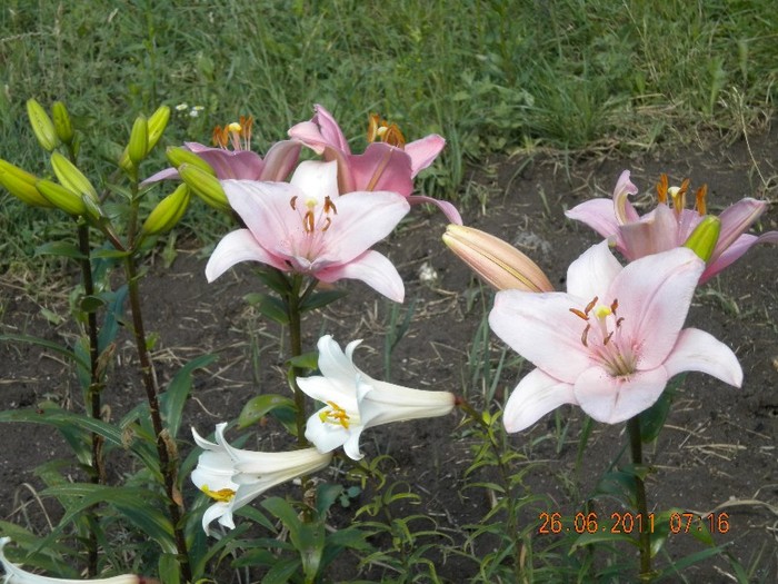  - Crinii mei  si alte flori 2011 si incepe sezonul 2012