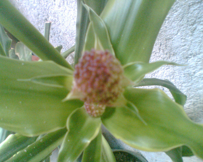 Picture 212 - dracaena are bobocei