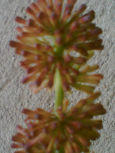 Picture 273 - dracaena are bobocei