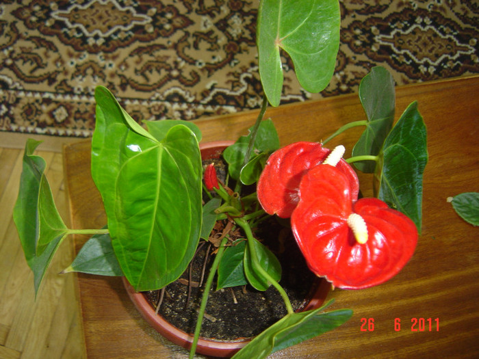 ANTHURIUM