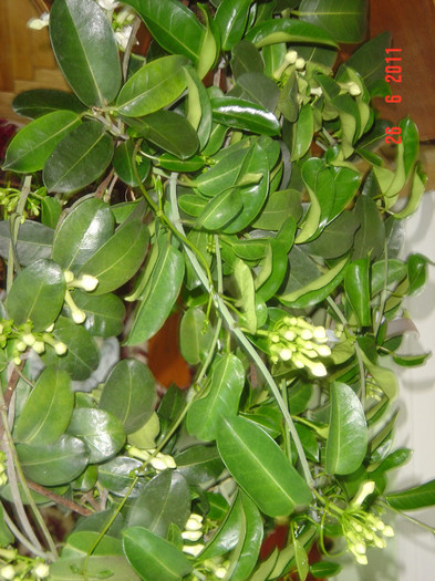 STEPHANOTIS