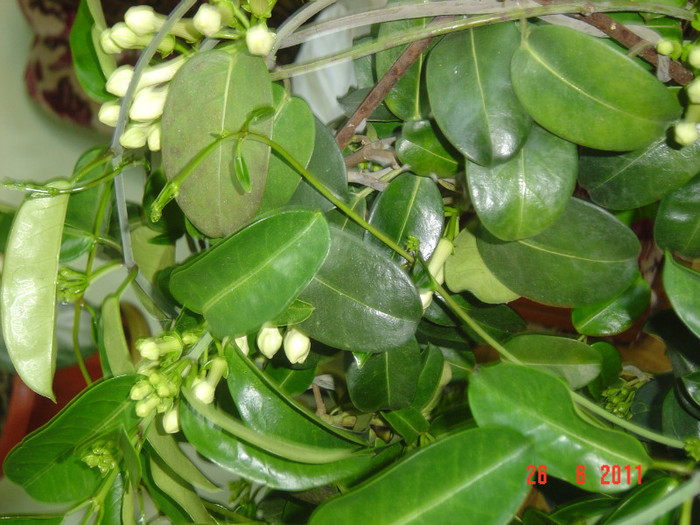 Picture 1902 - 0- STEPHANOTIS