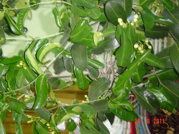 Picture 1897 - 0- STEPHANOTIS