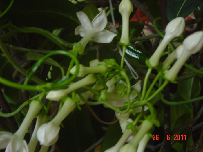 Picture 1898 - 0- STEPHANOTIS