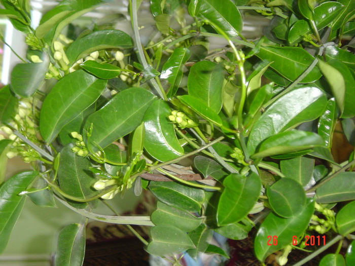 Picture 1901 - 0- STEPHANOTIS