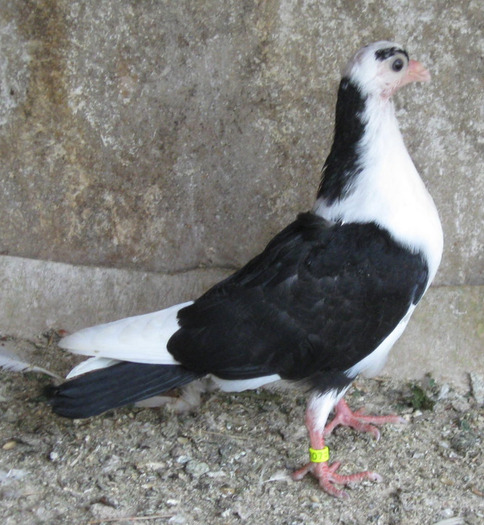 11pn(2011) - pui2