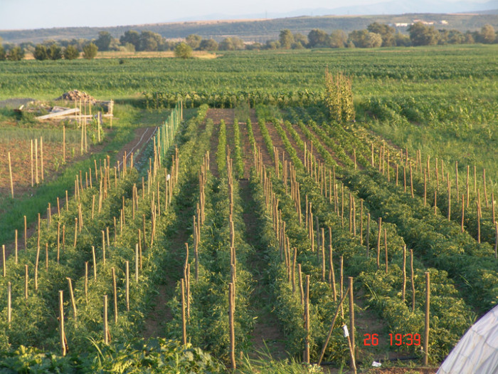 DSC01465 - Gradina in luna iunie 2011