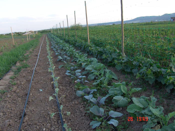 DSC01484 - Gradina in luna iunie 2011