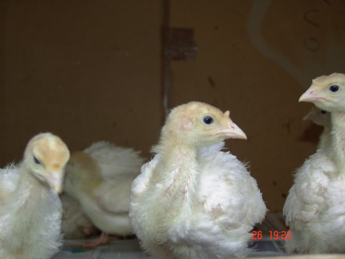 curcani de carne la 2 saptamini