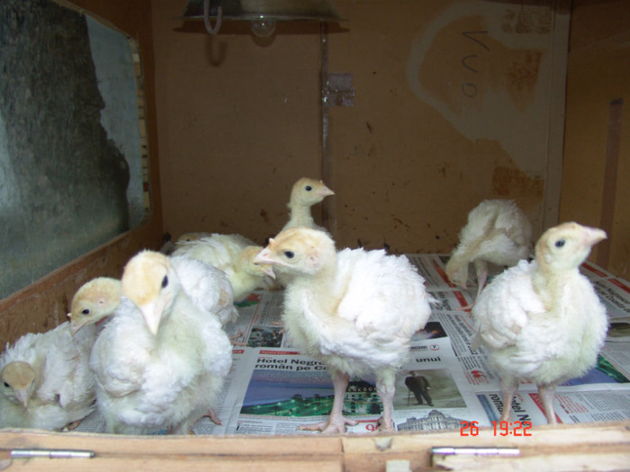 curcani de carne la 2 saptamini