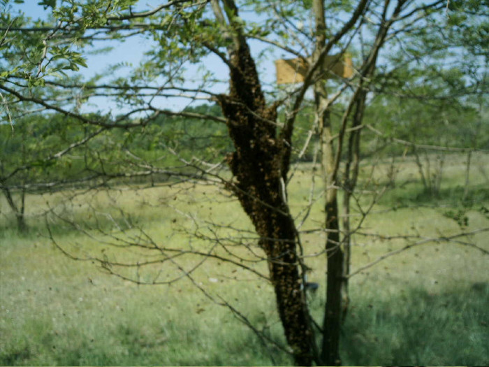 un roi- tocmai asta lipsea in pastoral