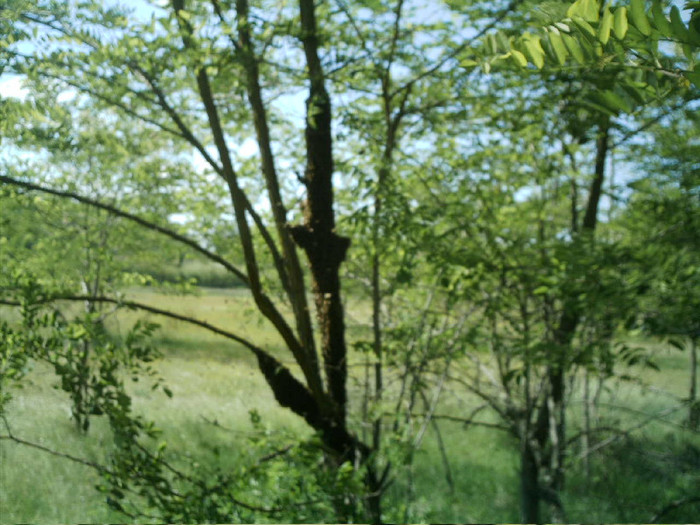 o frumusete de roi - Pastoral salcam 2011