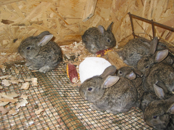 p2; 11 frati (la 26 zile)
