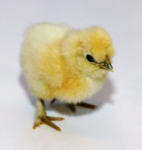 white silkie - matase japoneza - pui de gaina - ziua 3