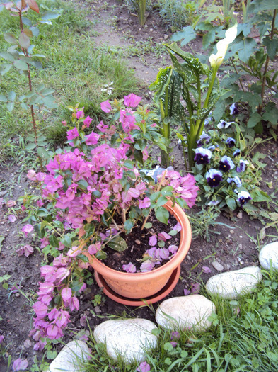 dupa furtuna si grindina :( - Bougainvillea