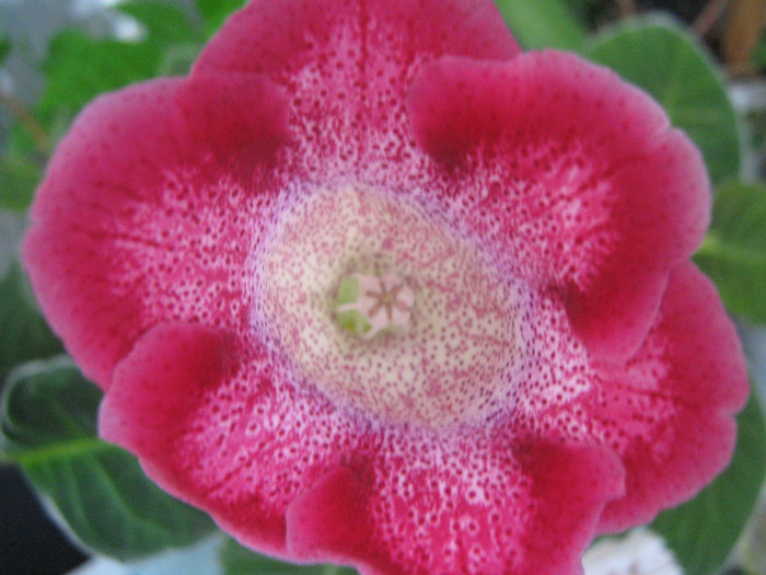  - gloxinia tigrina red simpla 2010  2011