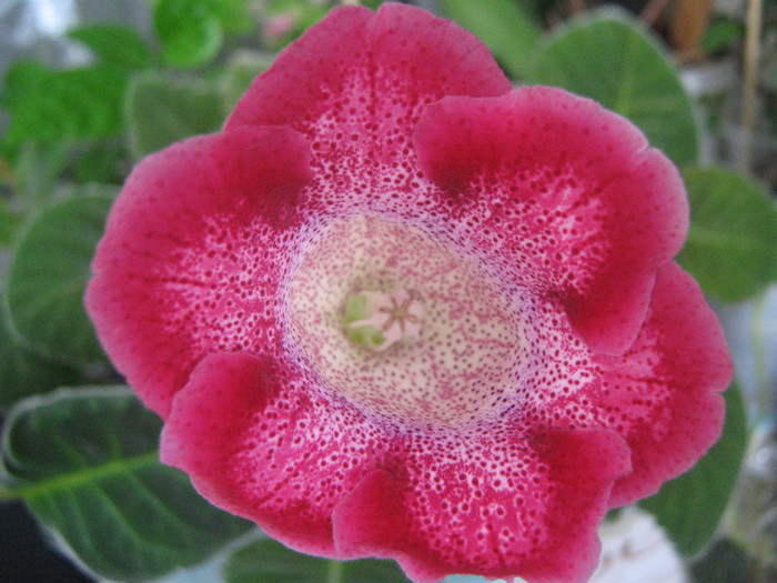  - gloxinia tigrina red simpla 2010  2011