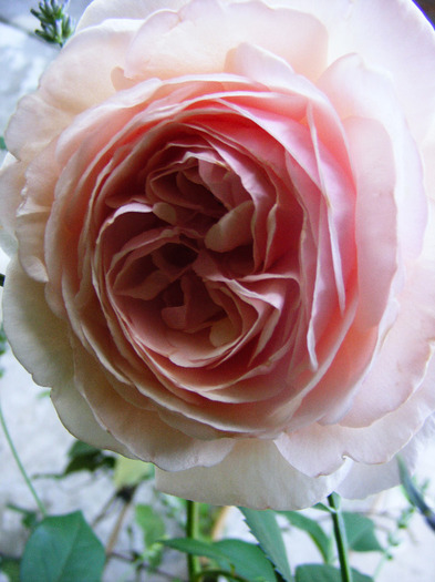 a shropshire lad-climber